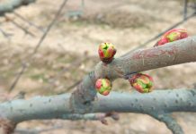 Potencial de producción y la importancia de la floración y cuaja en árboles de cerezos