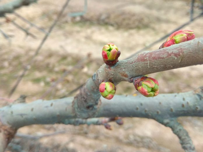 Potencial de producción y la importancia de la floración y cuaja en árboles de cerezos