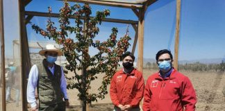 INIA busca generar variedades de cerezos adaptables a las condiciones climáticas del Norte