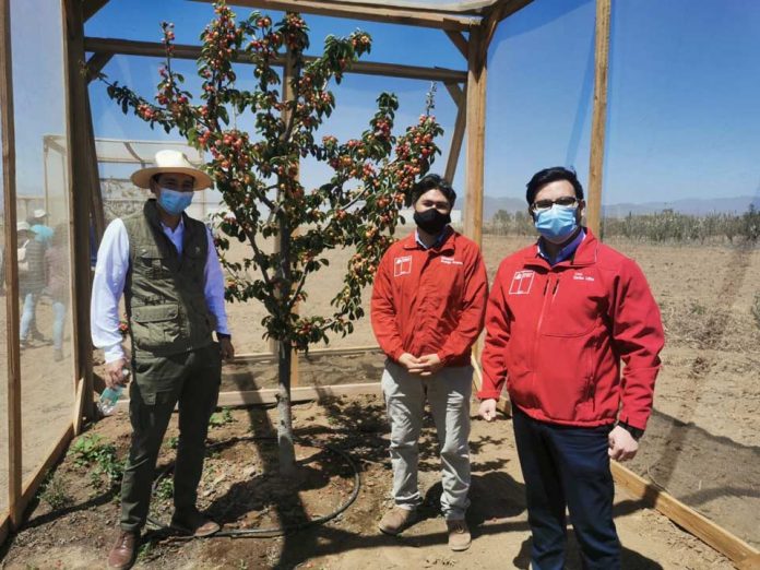 INIA busca generar variedades de cerezos adaptables a las condiciones climáticas del Norte