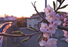 Estados fenológicos del cerezo 1