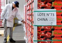 Industria de la cereza en alerta por polémica licitación de pasaportes con firma china