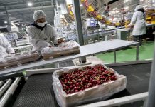 Exportadores nacionales enfatizan “El negocio de la cereza chilena existe por China”