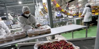 Exportadores nacionales enfatizan “El negocio de la cereza chilena existe por China”
