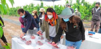 Investigadores realizan preselección de cerezos obtenidos mediante programa de mejoramiento genético
