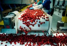 El sabor de las cerezas: cómo el análisis de datos está mejorando su producción