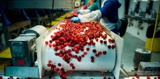 El sabor de las cerezas: cómo el análisis de datos está mejorando su producción
