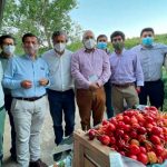 Productores de Ñuble están preocupados por plaga que afecta la producción de cerezas