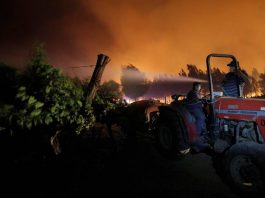 Viñateros y cereceros entre los principales afectados por mega incendio de Quillón