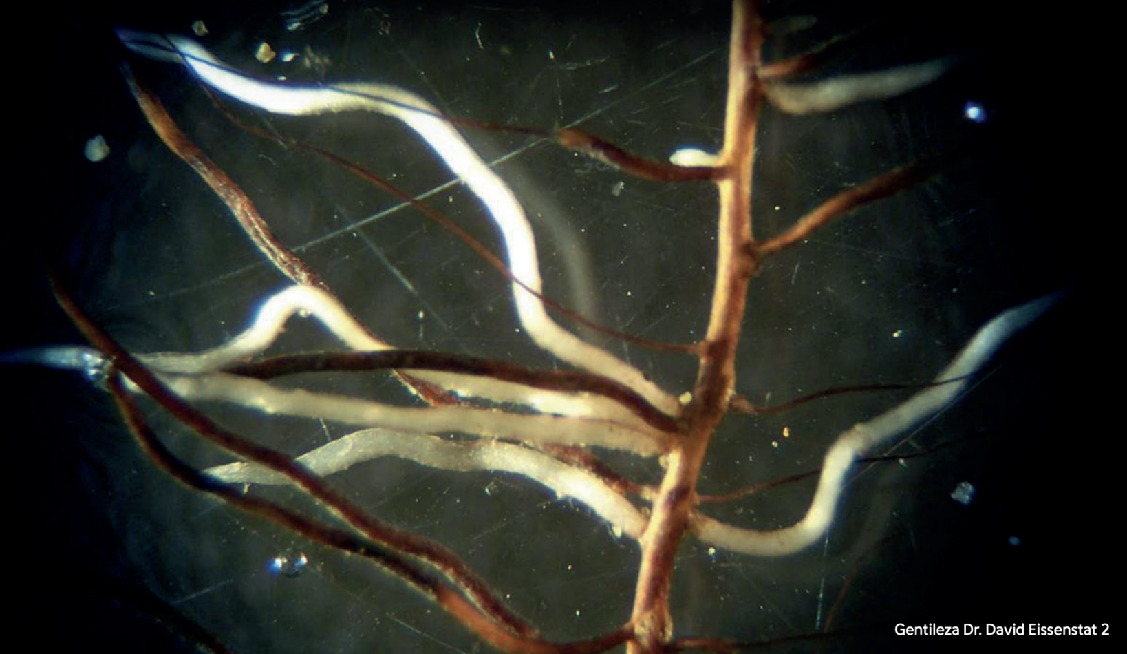 Las raíces finas o pelos radiculares presentan un ciclo anual y cumplen la función clave de absorber agua y nutrientes desde el suelo.