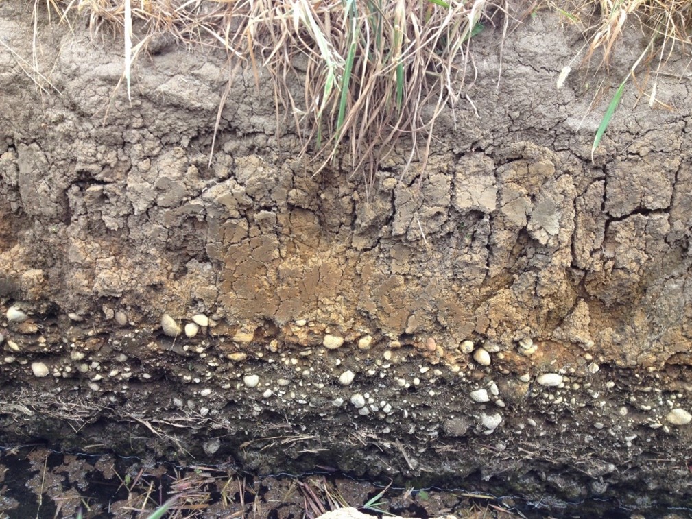 Estratas como el Fierrillo en suelos de la zona sur, significarán un problema para el crecimiento de las raíces nuevas absorbentes