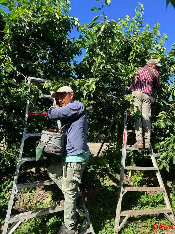 Trabajadores recolectando cerezas en una plantación en Chile.
