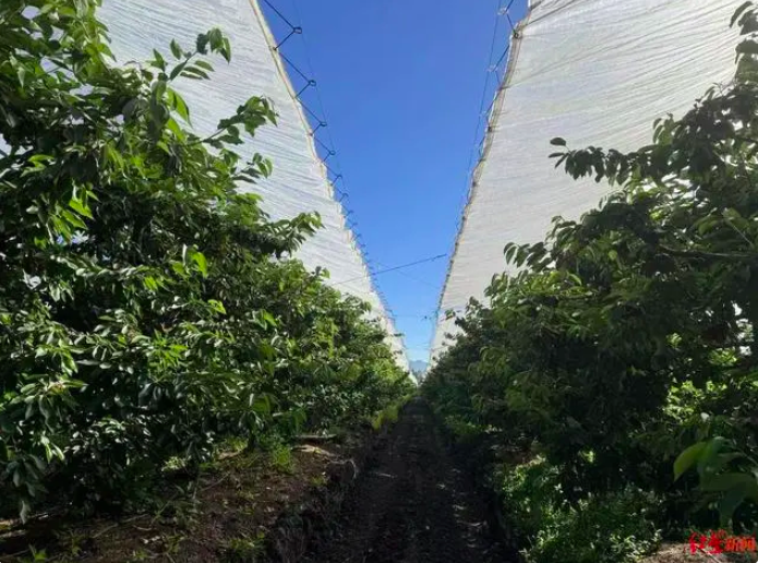 Plantaciones de cerezos en Chile